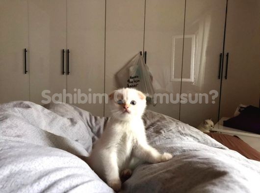 British Shorthair Blue Point Ve Scottish Fold Yavrular