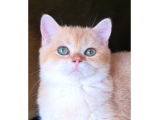 Yakışıklı british shorthair golden ny11 muhteşem ev kedimiz