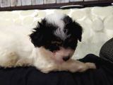 Terrier (Maltese) yavrumuza yuva