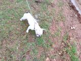 Safkan beyaz renk french bulldog 1.5 yaşında bakımlı.