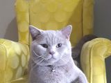 Bristish shorthair lilac point erkek kedimize eş aranıyor 