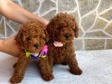  RED TOY POODLE YAVRULAR 