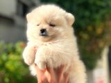 Pomeranian teddy suratlı