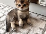 İstanbul küçükcekmece kedi sahiplendirme