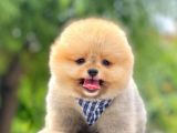 Ayıcık Surat Boo Pomeranian Yavrular 
