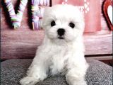 Tüy Dökmeyen Maltese Mini Boy Yavrular 
