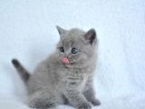 SHOWW KALİTE GRİ BRİTİSH SHORTHAİR YAVRUMUZ