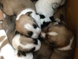 Yeni doğmuş köpek yavruları