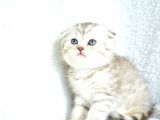 ++ KALİTE SİLVER SCOTTİSH FOLD