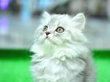 ORJİNAL SOY BELGELİ  NS25 BRTİSİH LONGHAİR