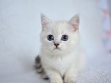 OKYANUS GÖZLÜ SİLVER POİNT BRİTİSH SHORTHAİR YAVRUMUZ