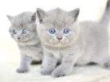 KÜT KAFA GRİ BRİTİSH SHORTHAİR YAVRULARIMIZ