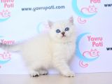MUHTEŞEM YÜZ HATTI SİLVER BRİTİSH SHORTHAİRNS1133