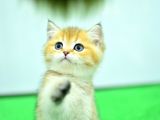 ŞAMPİYON ANNE VE BABANI YAVRUSU NY11 GOLDEN BRİTİSH SHORTHAİR YAVRUMUZ
