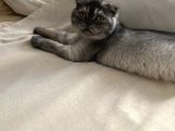 Scottish fold 4 aylık kesik kulak shorthair erkek kedi