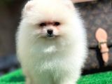 Muhteşem Pomeranian Boo erkek yavrumuz 