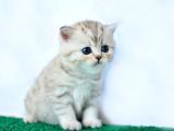 BRİTİSH SHORTHAİR YAVRUMUZ