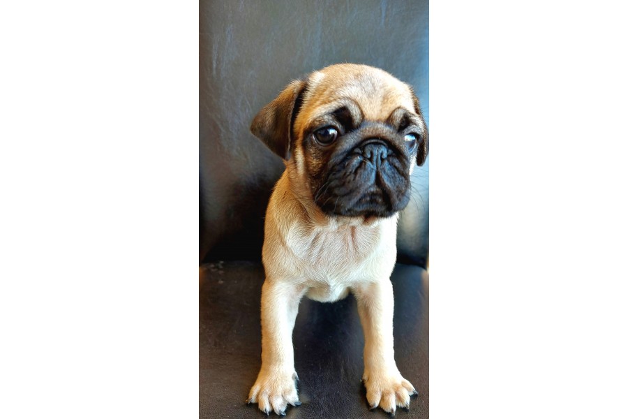 TÜRKİYE NİN EN MUHTEŞEM PUG YAVRULARI - SahibimOlurmusun.com