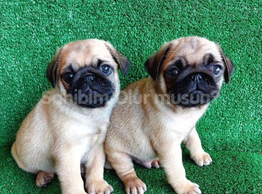 TÜRKİYE NİN EN MUHTEŞEM PUG YAVRULARI - SahibimOlurmusun.com