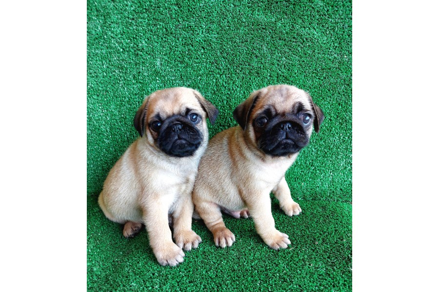 TÜRKİYE NİN EN MUHTEŞEM PUG YAVRULARI - SahibimOlurmusun.com