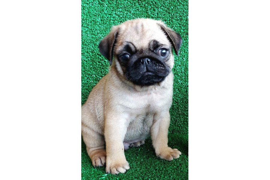 TÜRKİYE NİN EN MUHTEŞEM DİŞİ VE ERKEK PUG YAVRULARI - SahibimOlurmusun.com
