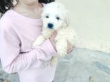 Maltese Terrier bebekler Tüğ Dökmez
