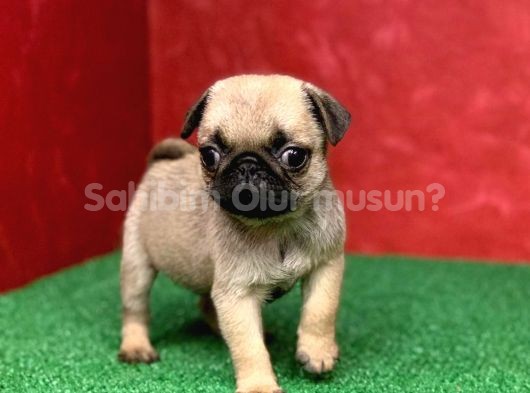 TÜRKİYE NİN EN MUHTEŞEM DİŞİ VE ERKEK PUG YAVRULARI - SahibimOlurmusun.com