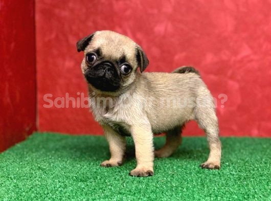 TÜRKİYE NİN EN MUHTEŞEM DİŞİ VE ERKEK PUG YAVRULARI - SahibimOlurmusun.com