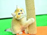 ŞAMPİYONLUK GÜZELLİĞİNDE NY12 GOLDEN BRİTİSH SHORTHAİR