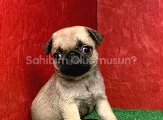 TÜRKİYE NİN EN MUHTEŞEM ERKEK PUG YAVRULARI - SahibimOlurmusun.com