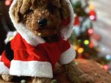 Red Toy POODLE Yavrular