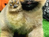 Acil Acil Yuvasına Kavuşmak İsteyen Pomeranian Boo Evladımız 