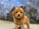 ORJİNAL A KALİTE TOY POODLE BEBEKLER