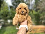 BEBEK SURATLI DİŞİ TOY POODLE