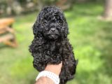 BLAVK ÖZEL RENK NADİR TOY POODLE BEBEĞİMİZ