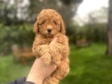 RED TOY POODLE A KALİTE BEBEKLER