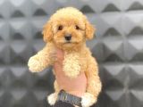 AŞILI GARANTİLİ TOY POODLE BEBKLET