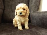 MALTİPO CİNSİ 