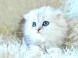 ns11 scottish fold longhair