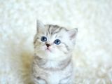 Muhteşem kalite silver tabby ns24 british shorthair
