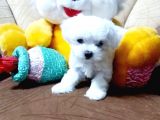 MALTESSE TERRİER  