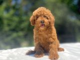 RED BROWN A KALİTE TOY POODLE