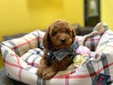 Orjinal Toy Poodle Yavrular