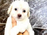 MALTESSE TERRİER  
