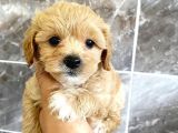 MALTİPO CİNSİ 