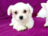 MALTESSE TERRİER  