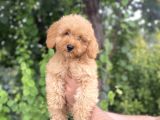 SEVİMLİ POODLE BEBEĞİMİZ ORJİNAL A KALİTE