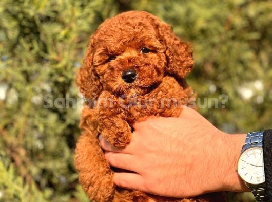 SHOW KALİTE RED BROWN TOY POODLE BEBEKLERİM