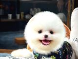 Sevimli Oyun Arkadaşı Pomeranian Boo