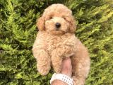 BEBEK SURATLI TOY POODLE YAVRULAR